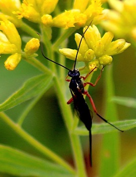 Ichneumon Wasp