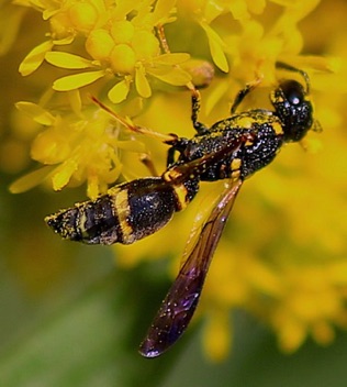 Potter Wasp
Symmorphus canadensis