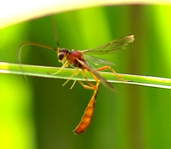 Unknown Wasp