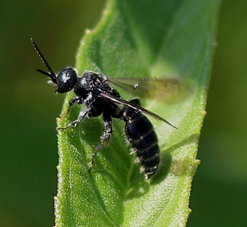 Typhiid Wasp
Tipihia spp.