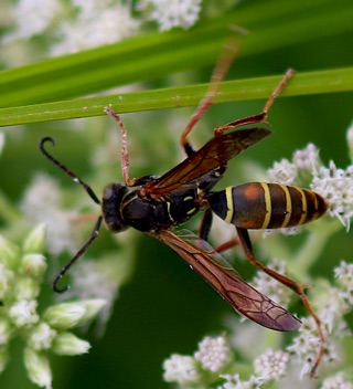 Northern Paper Wasp (native)
Polistes fuscatus