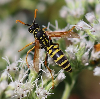 European Paper Wasp
Polistes dominula