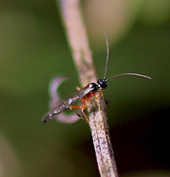 Red-legged Thread-waisted Wasp