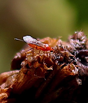 Red Braconid Wasp