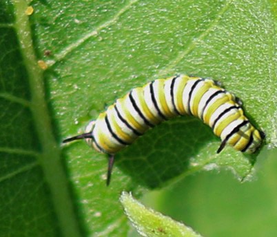 Monarch Larva