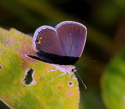 Eastern Tailed-blue