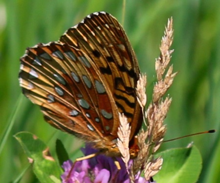 Aphrodite Fritillary