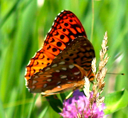 Aphrodite Fritillary