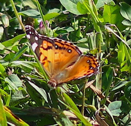 Painted Lady