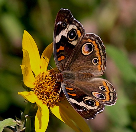 Buckeye