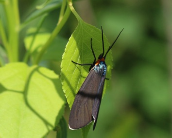 Scape Moth
Cisseps fuilvicollis