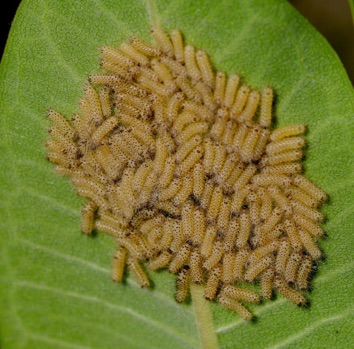 Milkweed Tussock Moth
Eggs on Milkweed