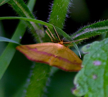 Chickweed Geometer Moth