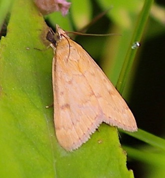 Snout Moth
Pyralidae family