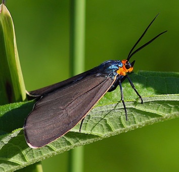 Ctenucha Moth
Ctenucha virginica