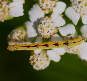 Geometer Moth Larva
Eupothecia miserulata