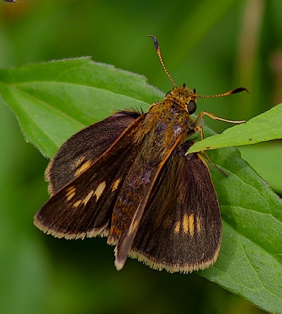 Black Dash
Euphyes conspicua