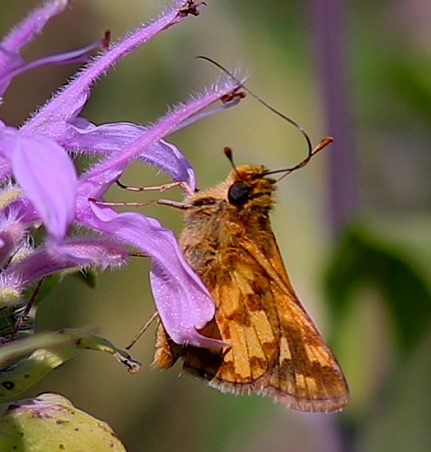 Peck's Skipper
Polites peckius