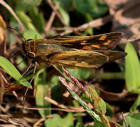 Fiery Skipper
Hylephila phyleus