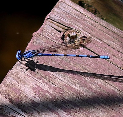 Familiar Bluet (male)
Enallagma civile