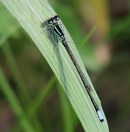 Eastern Forktail (male)
Ischnura verticals