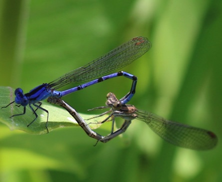 Springwater Dancers Mating
Argia plana