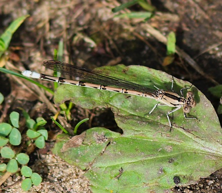 Springwater Dancer (female) *
Argia plana