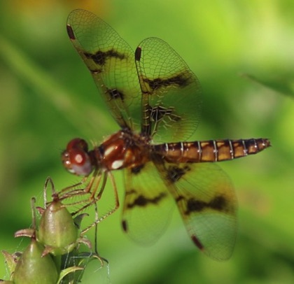 Amberwing (female)
Perithemis tenera