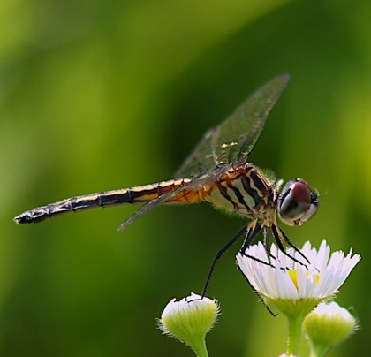 Blue Dasher (female)
Pachydiplax longipennis