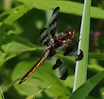 Twelve-spotted Skimmer
Libellula pulchella