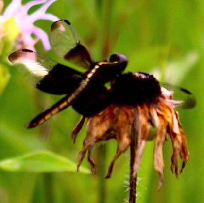 Widow Skimmer (female)
Libellula luctuosa