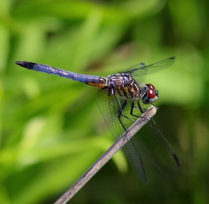 Blue Dasher (female)
Pachydiplax longipennis