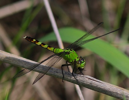 Eastern Pondhawk feeding on a fly
Erythemis simplicicollis