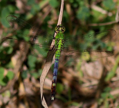 Eastern Pond Hawk
Erythemis simplicicollis