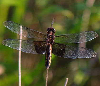 Widow
Libellula luctuosa