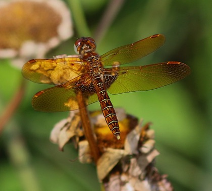 Eastern Amberwing (male)
Perithemis tenera