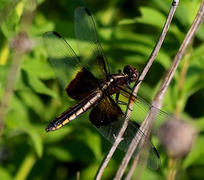 Widow
Libellula luctuosa