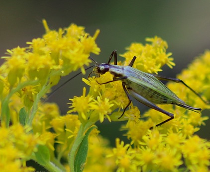 Forbes' Tree Cricket
Acanthus forbesi