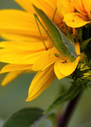 Bush Katydid, Bush Cricket
Scuderia pistillate or cuirvicauda