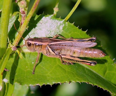 Short-horned Grasshopper
Melanoplus femurrubrum