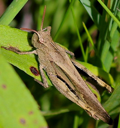 Northern Green-striped Grasshopper
Chortophaga viridifasciata or virdifasciata