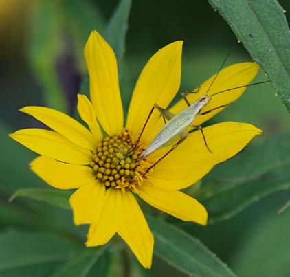 Tree Cricket
Acanthus forbesi