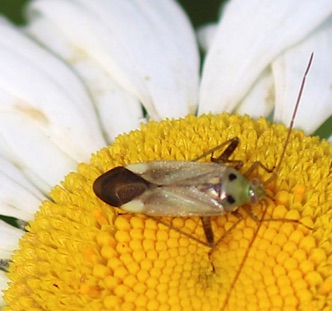 Alfalfa Plant Bug.jpg