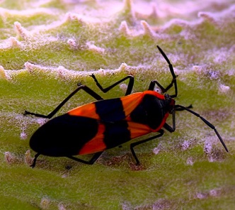 Large Milkweed Bug.jpg