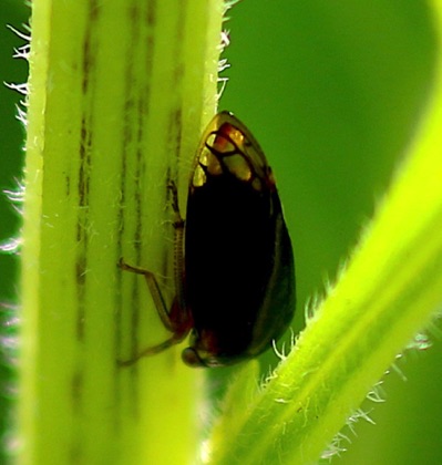 Black Treehopper .jpg