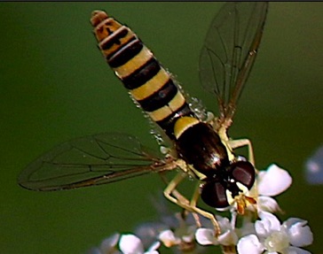 Tufted Globetail *
Sphaerophorioa contigua