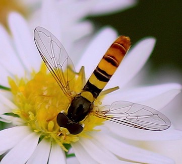 Tufted Globetail *
Sphaerophoria contigua