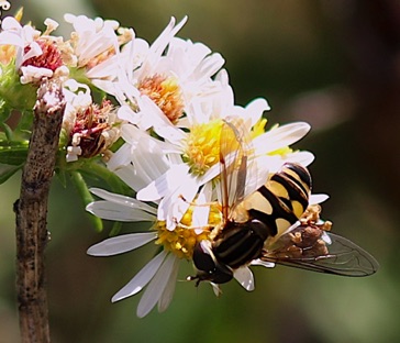 Common Bog Fly *
Parhelophilus laetgus