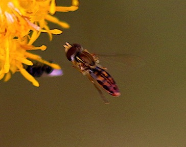 Margined Calligrapher *
Toxomerus marginatus