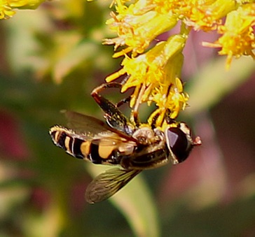 Common Bog Fly *
Parhelophilus laetus